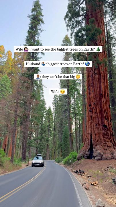Did you know Sequoia National Park is home to some of the largest trees on Earth? 🌎🌲

✨ Follow @adventurechasingduo for 
