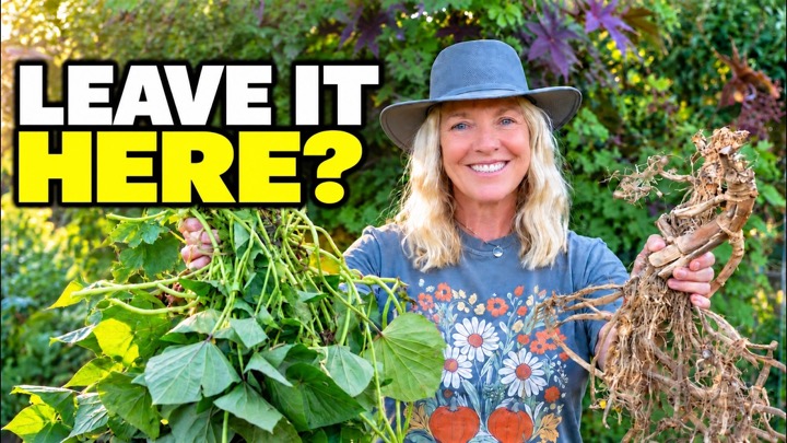 Compost or Chop and Drop? What I Actually Put on My Garden Beds in Fall