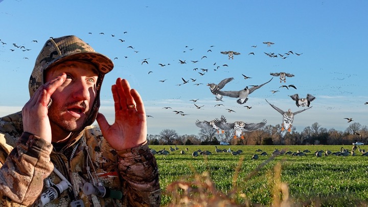 SKETCHY FAST SPECKLEBELLY GOOSE LIMITS!!!