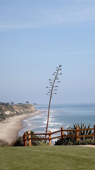 Perched on the coastal beauty of #TheRitzCarltonBacara, where ocean views meet sun-washed radiance and love feels as effortless as the surroundings themselves.⁠
⁠⁠
📸: @btsweddingsbyash