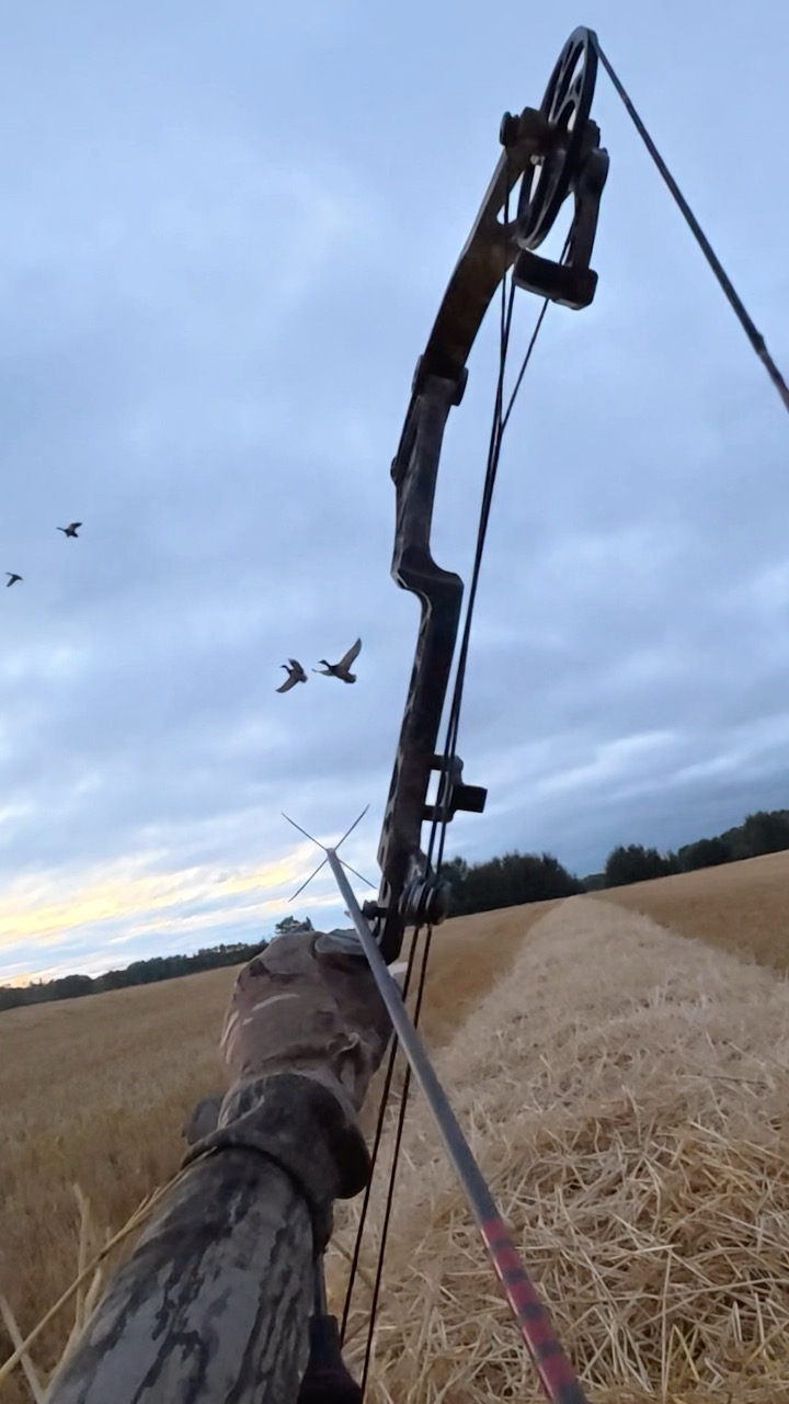 Drake mallard down! 4th arrow of the morning!