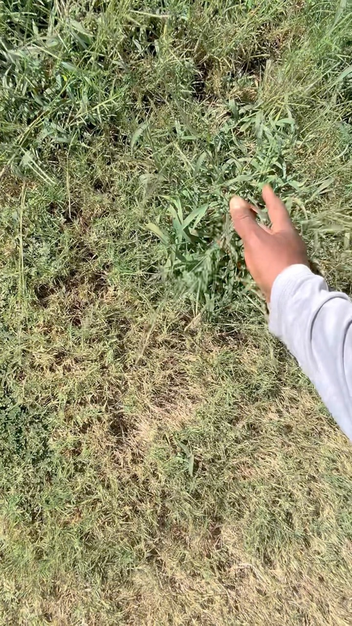 Crabgrass can be defeated!