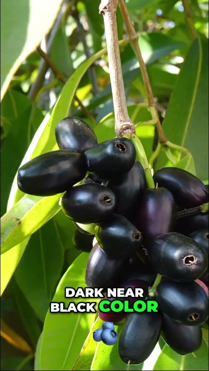 California Gardening โ recent post 1