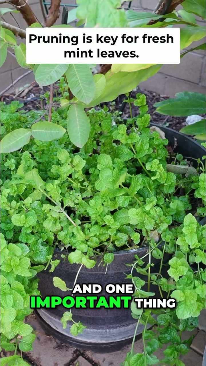 California Gardening โ recent post 2