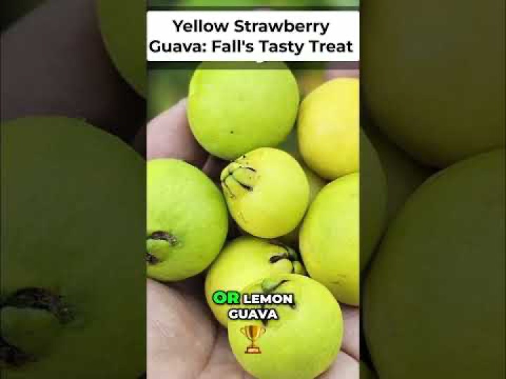 California Gardening โ recent post 3