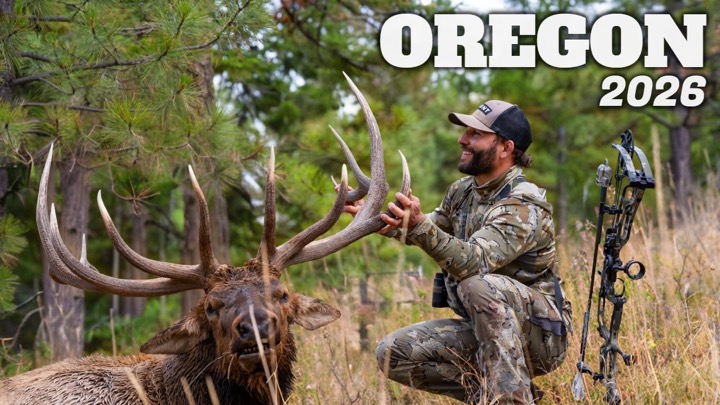 BUGLING BULLS & A GIANT ELK | Oregon Archery