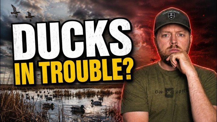 Duck Numbers Are DOWN...How Bad IS IT??