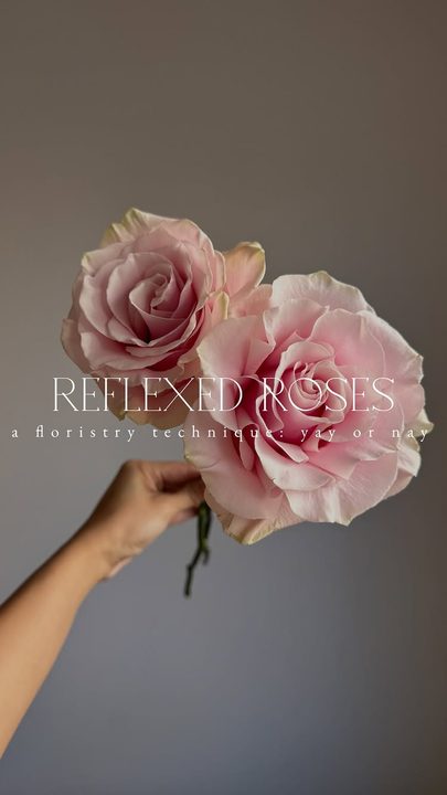 Reflexing, reflexed roses are also known as French petaling, French open roses which is somehow a much dreamier way to call this technique. 

A floristry technique to open roses. This technique transforms tighter, smalle