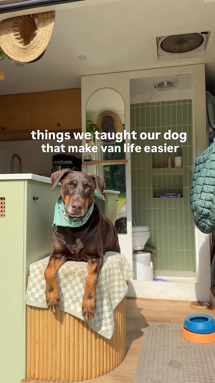 Some of our favorite commands and behaviors that we continue to work on with Tonkins that make van life easier💕🐾💭 

Go home:

Helpful for