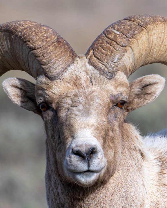 Hanging out with the Bighorns in Jackson Hole last year. Team Ramrod 🐏