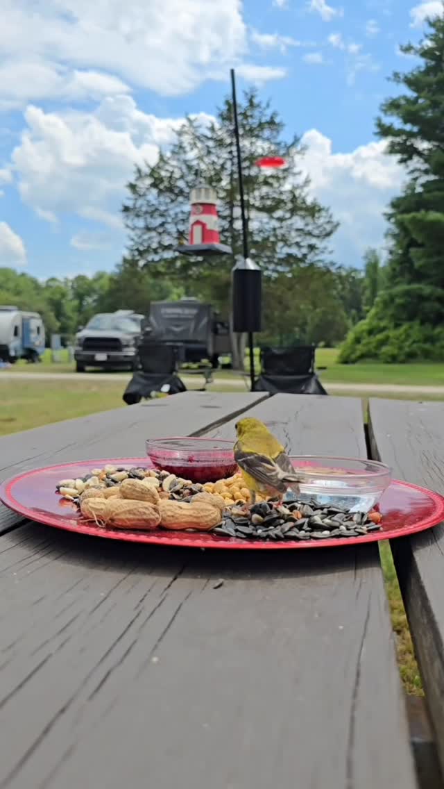 Small female American Goldfinch visited the chirpcuterie board for a brief moment.  Love her chirp at her entrance and exit. I think she sai