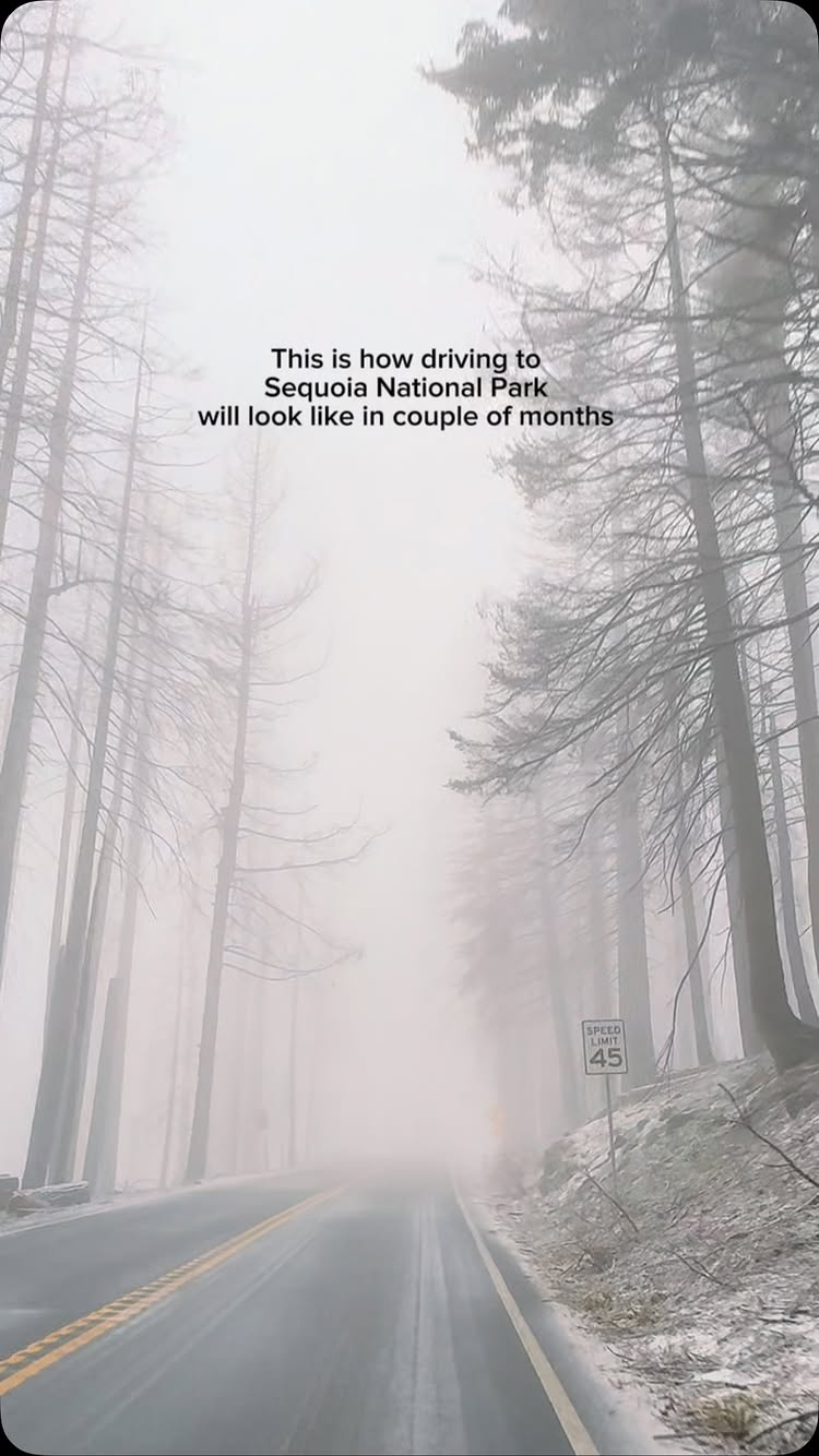 Book that trip now to see the largest trees in the world 😍
Sequoia National Park looks beautiful in all seasons but nothing beats summers. 