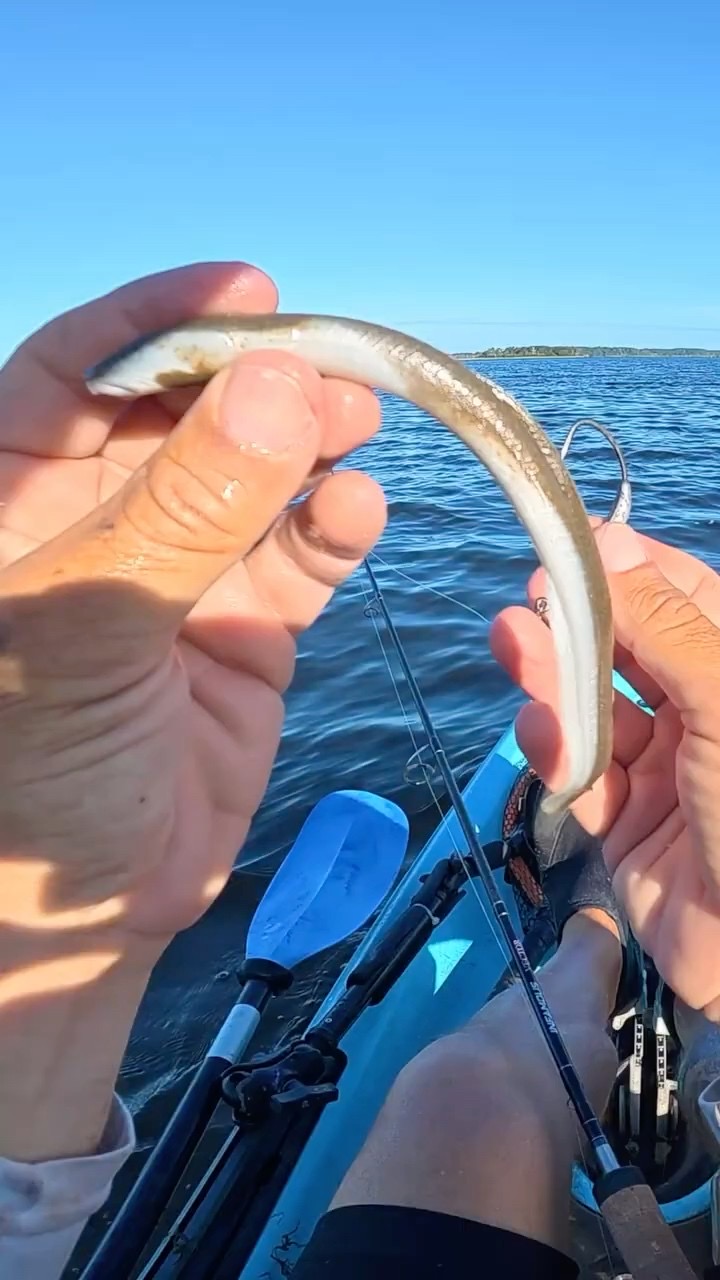 Fishing a rubber eel for a big flat fish. #fishing