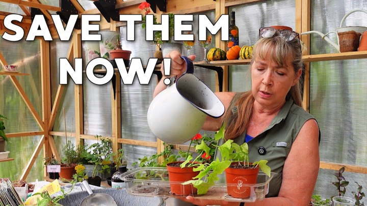 Stop Buying Sweet Potato Vine! Propagate & Overwinter It