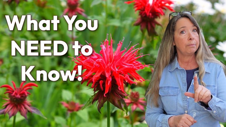 12 Things Every Gardener Should Know About Bee Balm (Monarda)