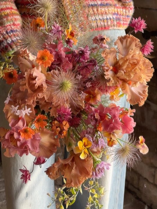 You may be wondering, why are you talking about bearded iris in November but the answer is MY AMAZING FRIENDS @fallsandstandards_ created an IRIS BOOK that you absolutely need in your life. 

I had the joy and pleasure o