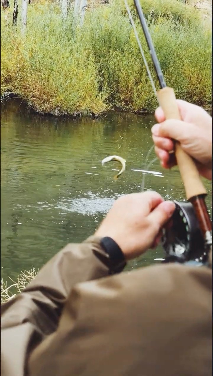 Corn-Fed Caddis for Feisty Browns