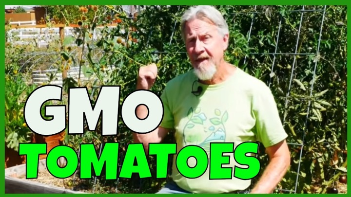I Grew a GMO Tomato (and This Happened)