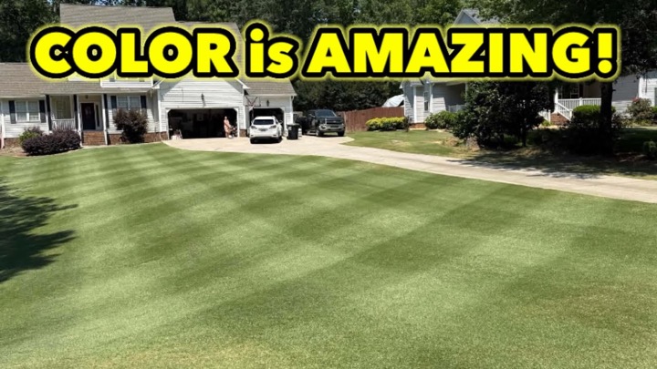 My Process to Figure Out Which Bermudagrass I Want. Celebration Bermuda Color is AMAZING! 