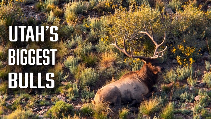 Archery ELK HUNTING in a PREMIUM UNIT - GIANT BULLS!