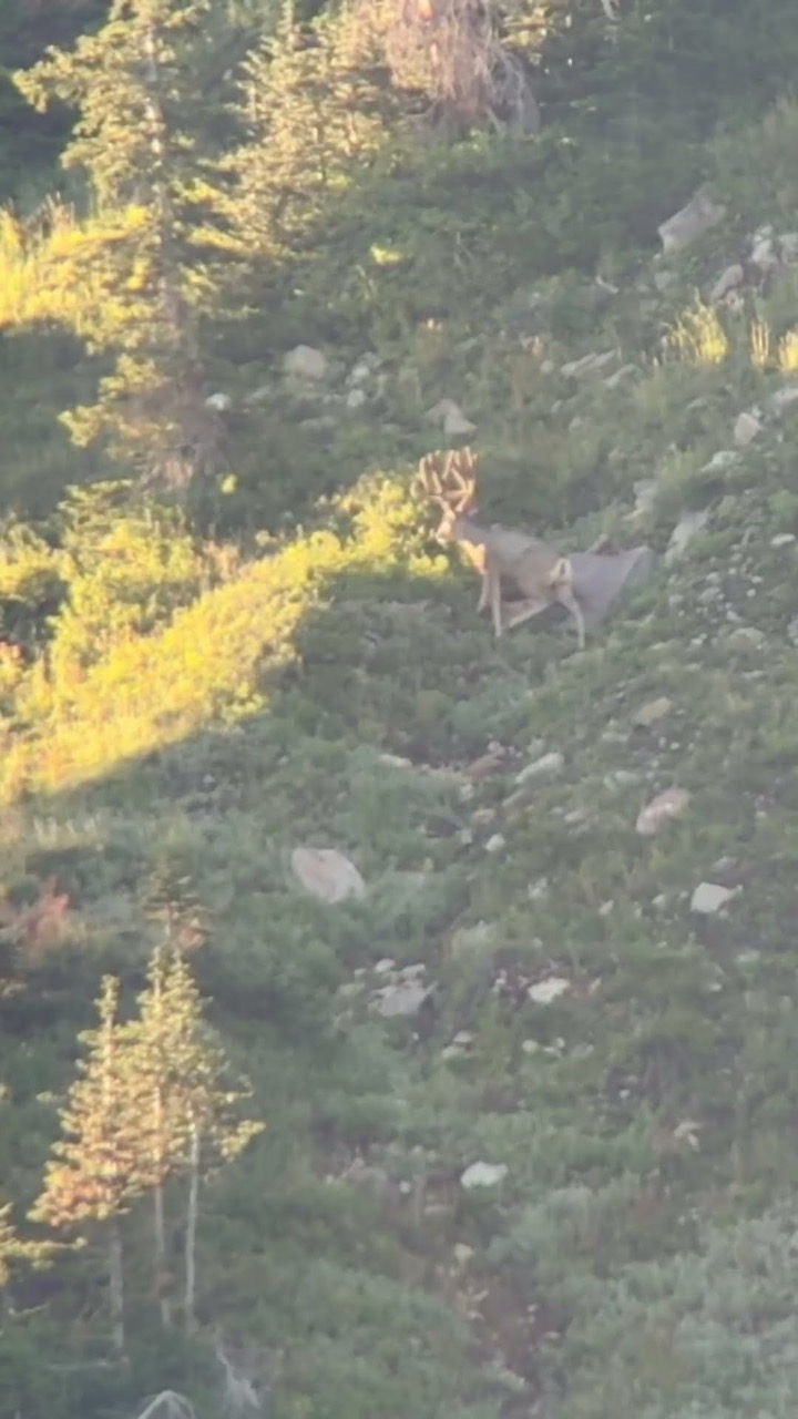 ￼ OPENING DAY WE FOUND THE BIGGEST MULE DEER BUCK I HAVE EVER SEEN 🤯