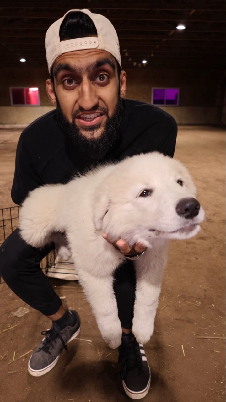 I Found My Dog a WIFE