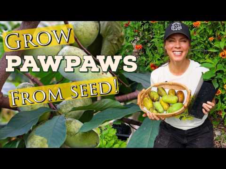 How to Grow Pawpaw from Seed