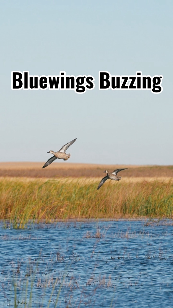 Blue-winged Teal Buzzing the Decoys #duckhunting