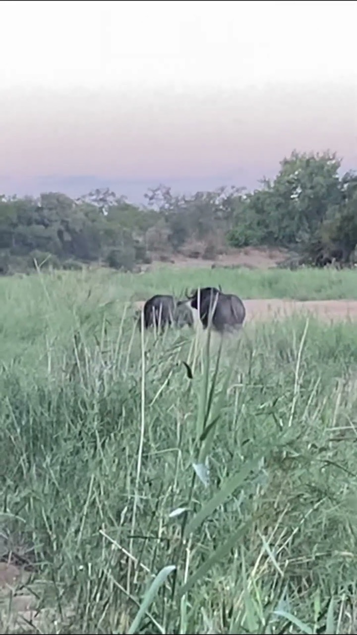 Hunting Cape Buffalo up close!  #hunting #africa #capebuffalo