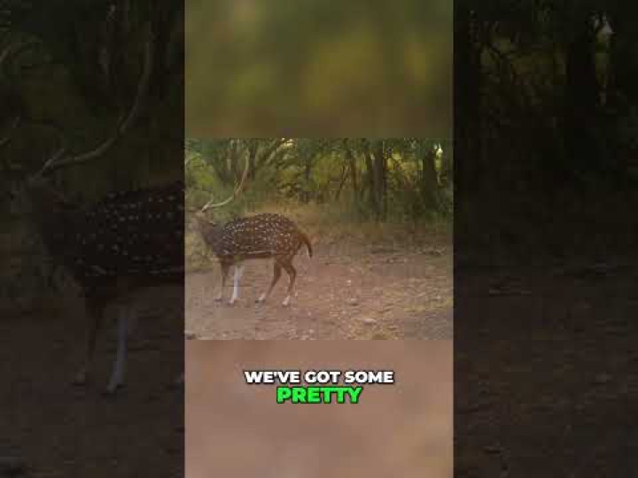 Private Ranch Hunt: From Whitetail to Axis Buck Adventure! #shorts