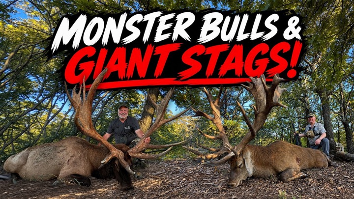 GIANTS IN THE RUT! Monster Elk & Red Stag Hunt