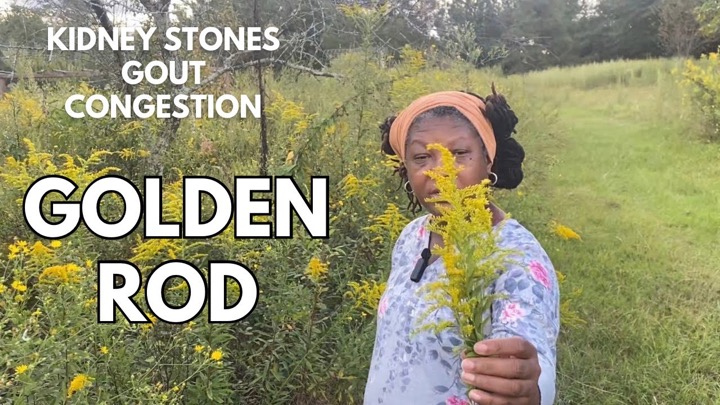 Stop Letting It Go To Waste - The Benefits of Golden Rod