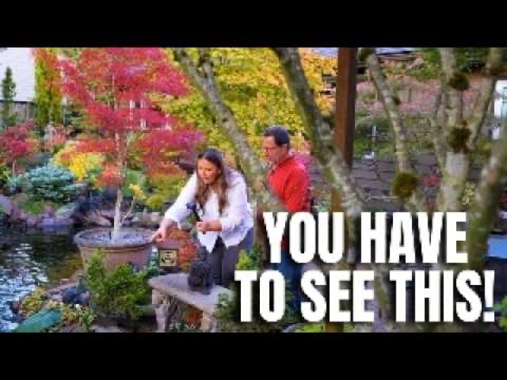 The Japanese Maple Garden Everyone Was Talking About 🌿