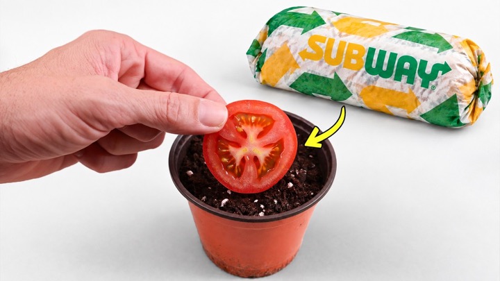 What Happens When You Grow a Tomato from a Subway Sandwich?