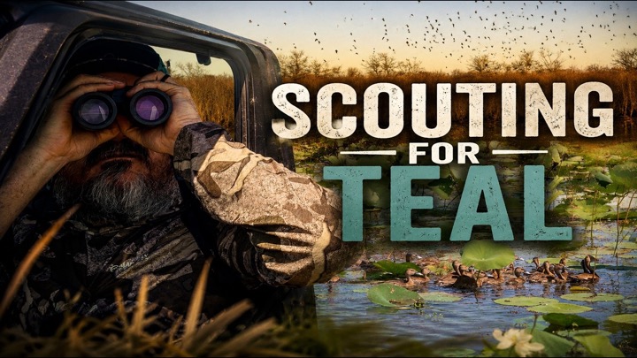 EARLY TEAL SCOUTING // THOUSANDS OF TEAL OVER THE HOLE