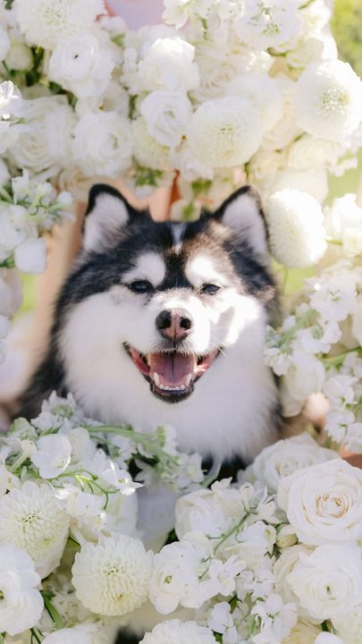 best. day. ever. 🐾 

mom and dad got married today… and thankfully, they didn’t forget the most important family member, Loki!

From getting ready, to watching them say “I do,” to posing for photos and soaking up all the