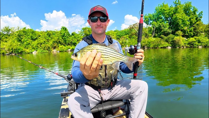 BIG Live Bait Goes Down!!! Kayak Catfishing the Tennessee River