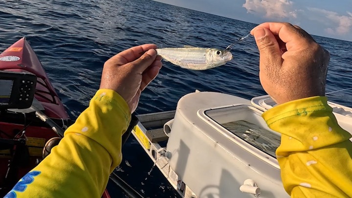 Ubering 200 Pilchards to the edge of the reef.