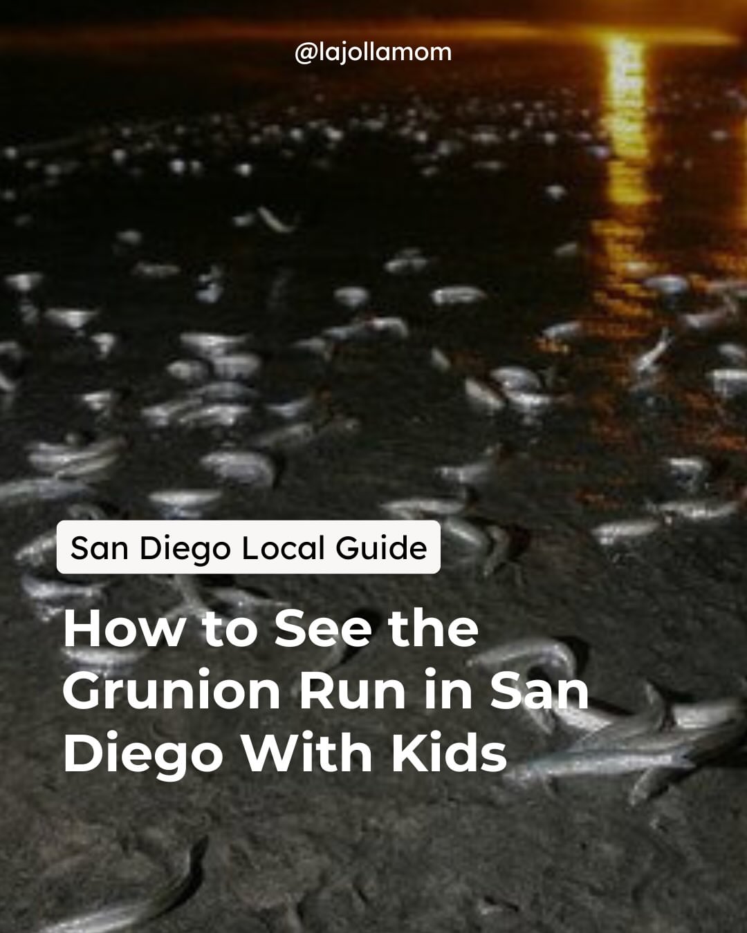 Absolutely worth keeping the kids up late for this one. 🌙🐟

The grunion run is one of those only-in-SoCal summer things: tiny silver fish 