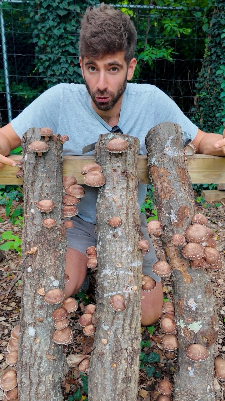 Grow an Insane Amount of Mushrooms at Home 🍄