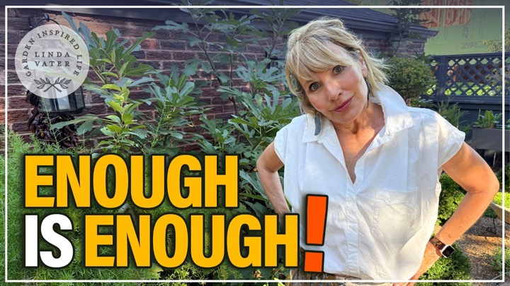 Enough is Enough: Editing the Summer Garden After Extreme Heat