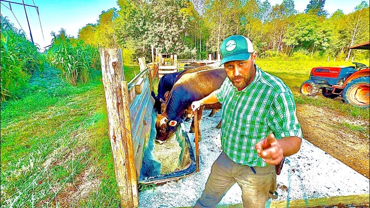 The cows APPROVE!