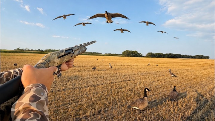 SOLO Goose Hunting GIANT Flocks! (CATCH CLEAN COOK)