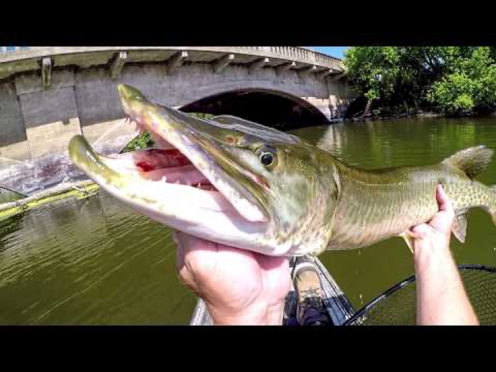 INSANE Day Fishing For River Monsters!