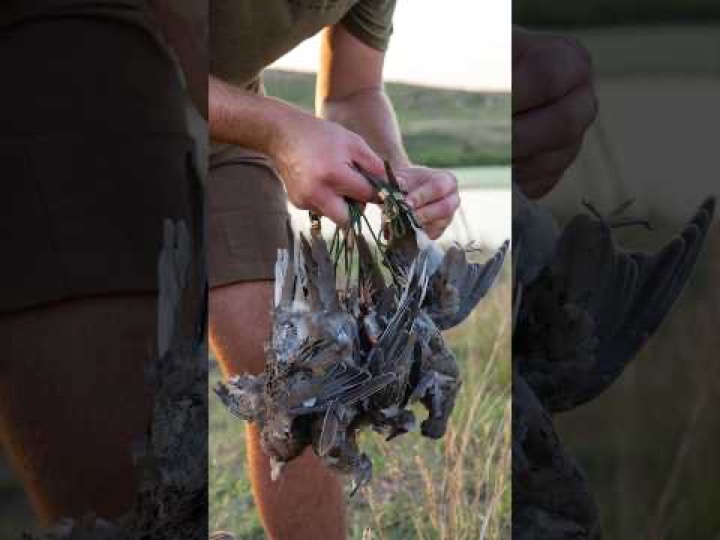 Dove Season Is Here!