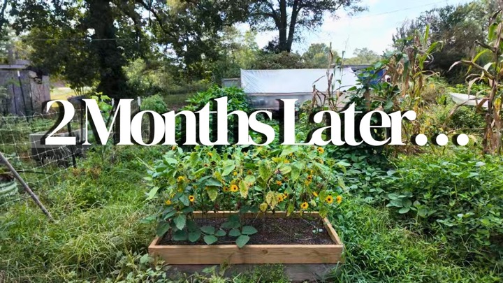I Neglected My Georgia Garden for 2 Months… Here’s What Survived!