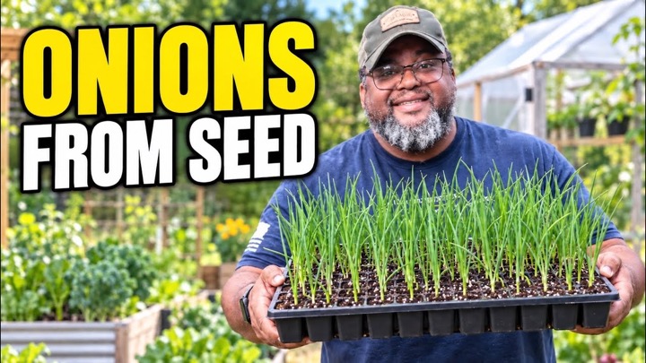 How to Start Onions From Seed: Everything You Need to Know!