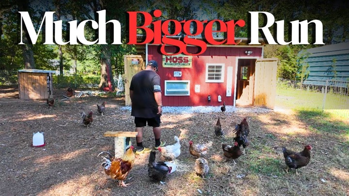 Your Chicken Coop Questions Answered (Plus A New Run Expansion!)