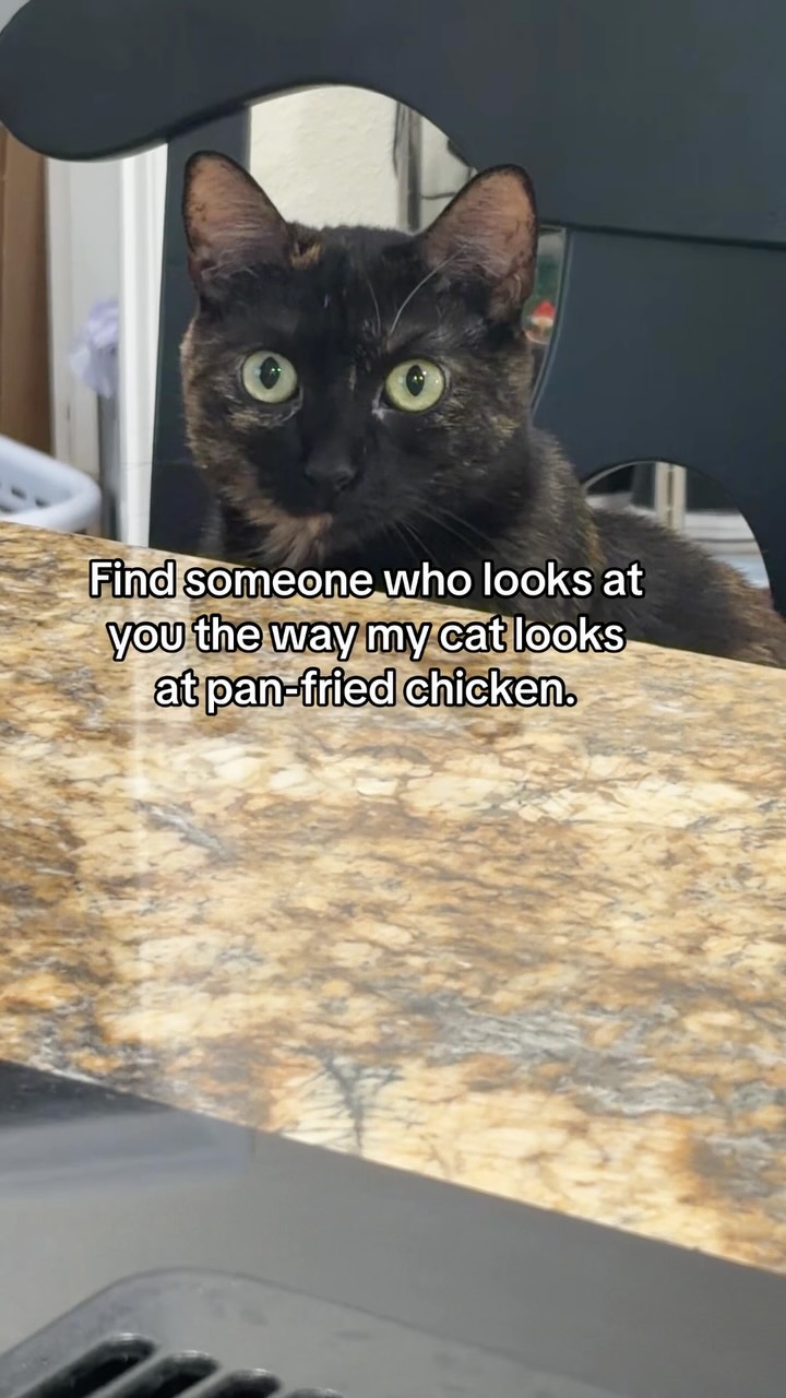 #cathumor #meow