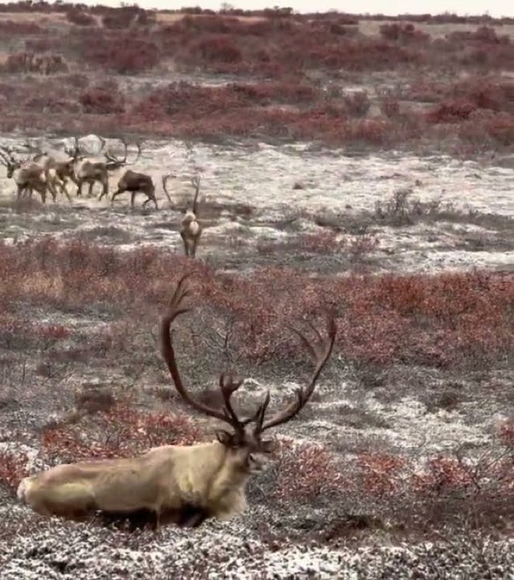 Giant Archery Caribou